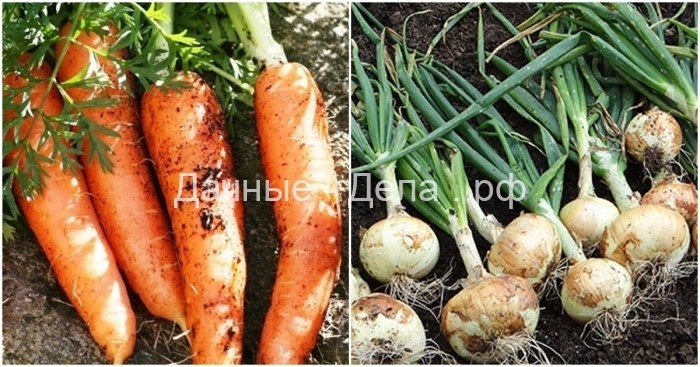 В каком порядке сажать овощи, чтобы они дали отменный урожай