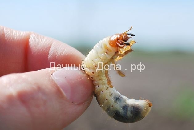Личинки майского жука: враг не пройдет