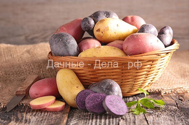Картофель: как сохранить и приумножить урожай клубнеплода