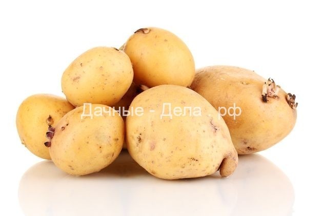 Увеличим урожай картофеля