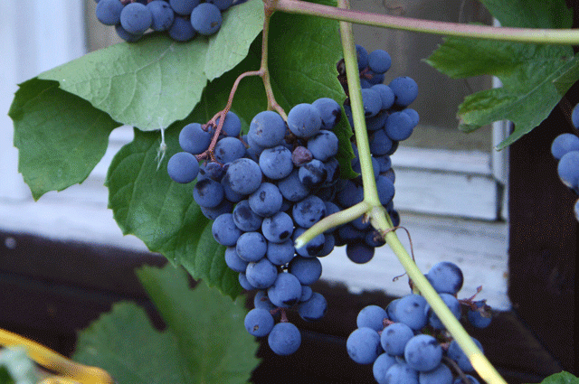 4 секрета северного винограда. Как вырастить плодоносящее растение