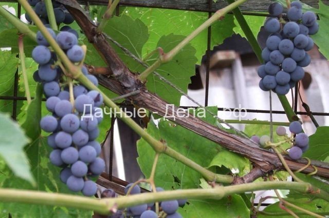 Вся сила винограда в сорте. Выращиваем южную ягоду в средней полосе