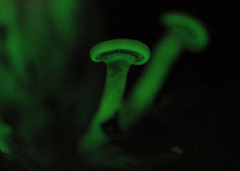 Биолюминесцентный гриб