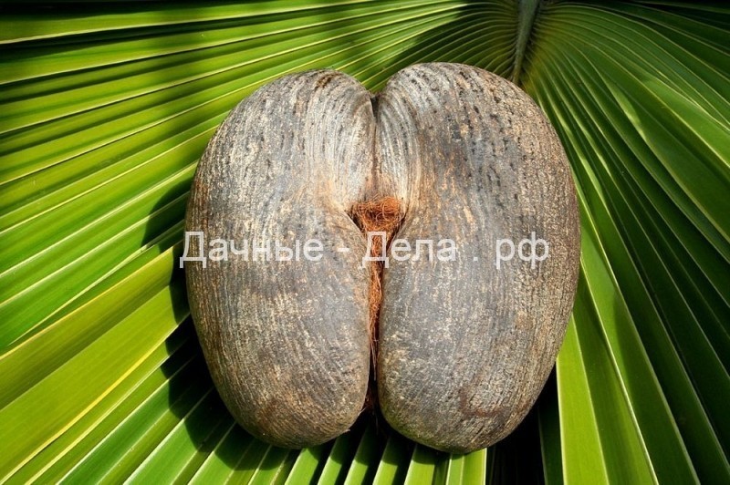 Коко-де-мер: пикантная пальма, которая вгоняет в краску