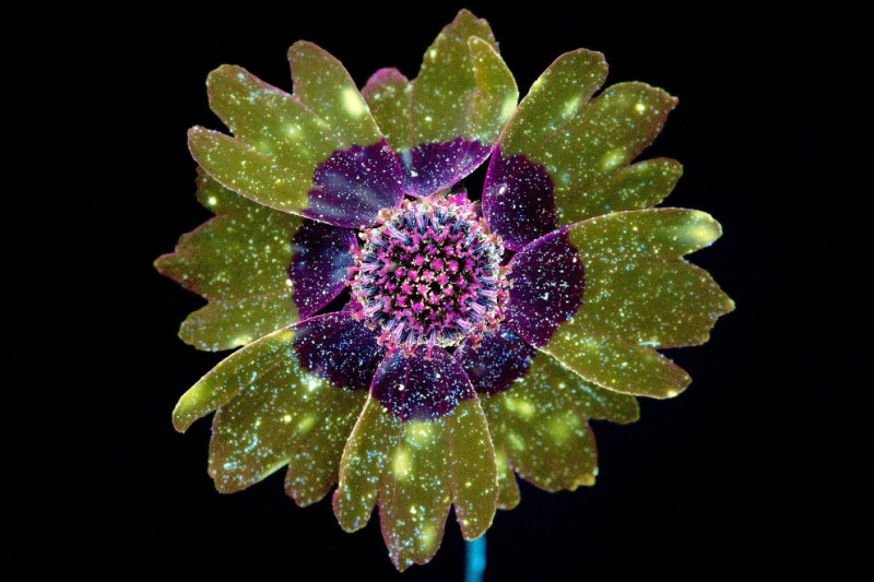 Цветы в ультрафиолете