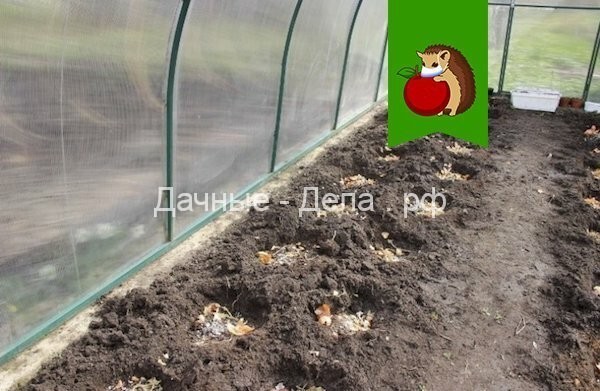 Что положить в лунку при высадке рассады томатов: закладываем здоровье и урожайность с первых дней