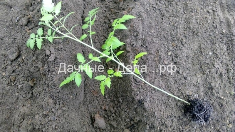 Надежная посадка томатов по методу огородника из Татарстана — отрезаем все листья до макушки