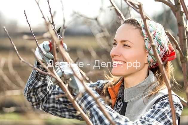 Как ухаживать за подмерзшим плодовым деревом