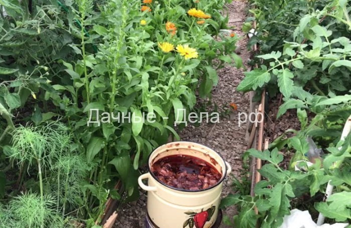 Бесплатное органическое удобрение, от которого томаты станут слаще меда