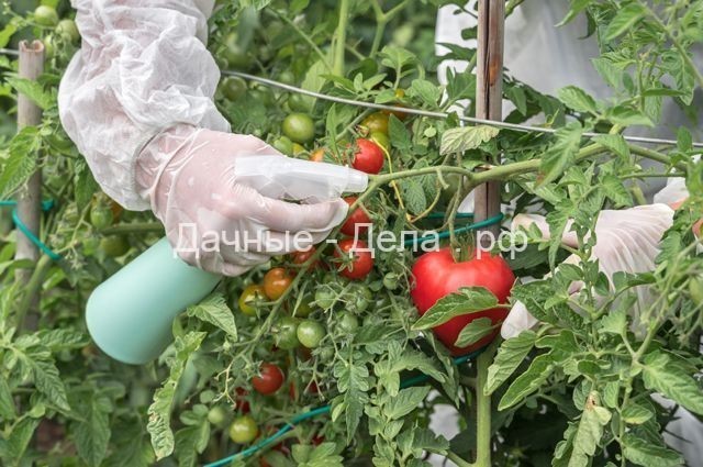 Гниль, пятнистость и фитофтороз. Как вырастить здоровый томат?
