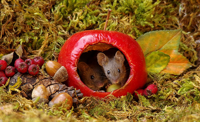 Фотограф устроил садовым мышам жизнь-сказку и делает забавные фотосессии