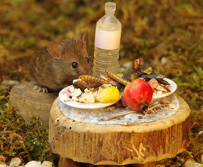 Фотограф устроил садовым мышам жизнь-сказку и делает забавные фотосессии