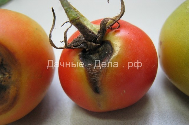 Гниль, пятнистость и фитофтороз. Как вырастить здоровый томат?