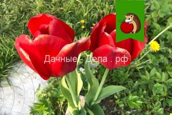 5 простых шагов, как продлить цветение тюльпанов в саду на несколько недель