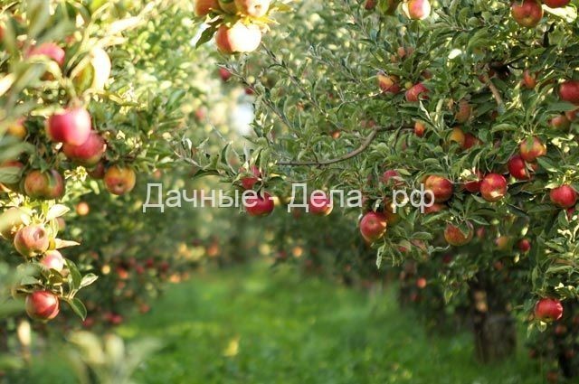 Крупные, сладкие, урожайные. 5 лучших яблонь