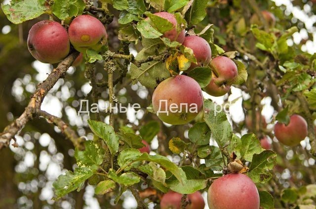 Крупные, сладкие, урожайные. 5 лучших яблонь