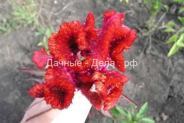 Целозия серебристая – цветок зрелого лета