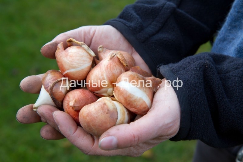 Луковицы тюльпанов: когда выкапывать, как хранить и высаживать