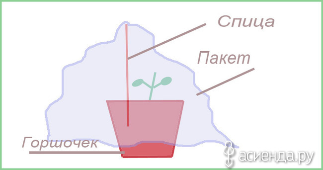 Гортензия: размножение цветка черенками