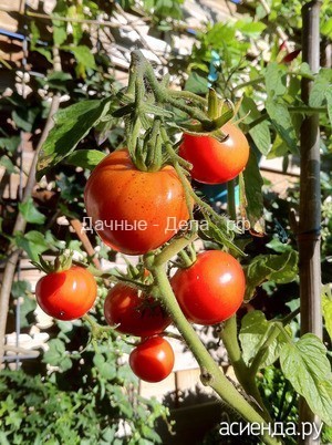 Как выращивать сладкие помидоры