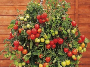 Популярные сорта томатов черри