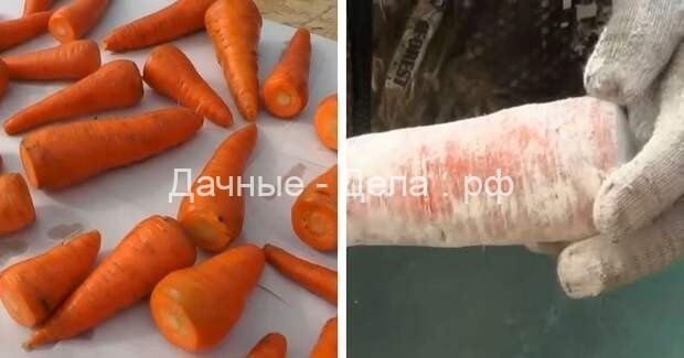 Простой способ сохранить сочную морковь без погреба