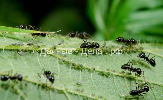 Уничтожите муравьев – останетесь без кабачков
