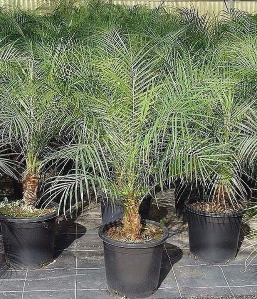 Как вырастить финиковую пальму из семечки?
