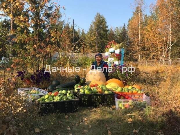 Живу в Якутии, выращиваю тыквы