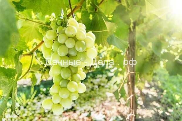 Виноград: целебная сила плодов и листьев