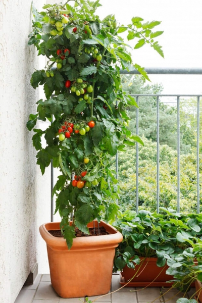 Простые способы устроить дома собственный сад