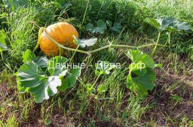 Осенний урожай тыквы − своевременная уборка и правильное хранение