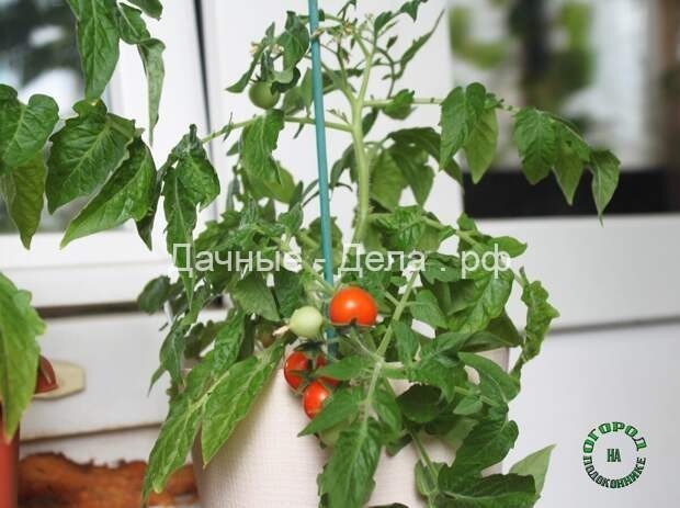 5 сортов томатов, которые отлично растут в домашних условиях