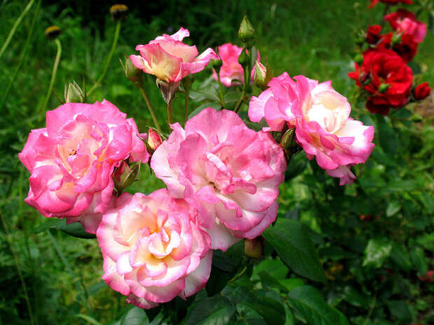 Как укрыть розы на зиму, посоветовал главный садовод России