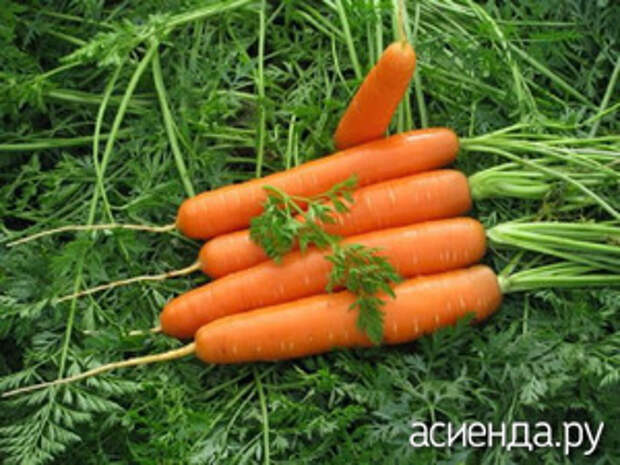 Чем можно подкармливать морковь