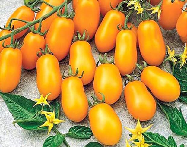Лучшие гибриды томатов 2020: итоги года от наших читателей