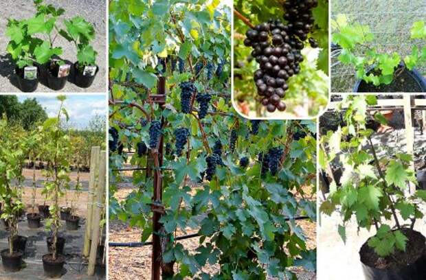 Советы эксперта: обрезка, обработка и укрытие винограда на зиму в средней полосе