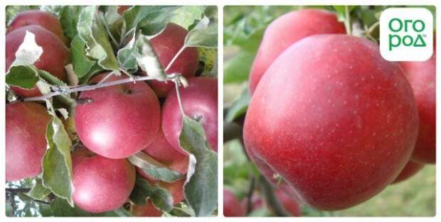 Топ-9 самых вкусных яблок зимних сортов с фото