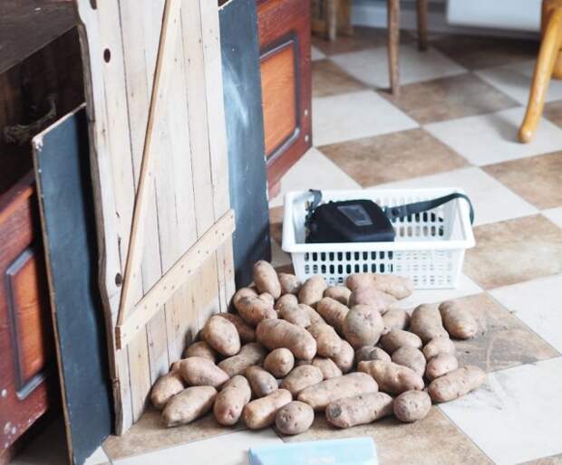 Картошка сохнет в квартире – что делать?