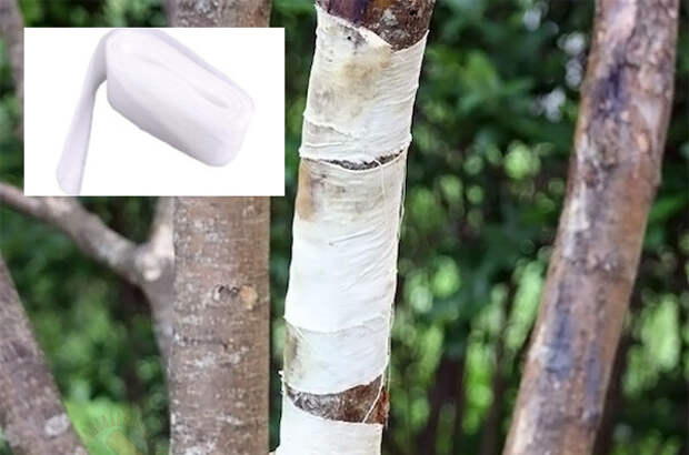 Чем покрыть деревья осенью: 3 варианта, которые эффективнее традиционных побелки и краски