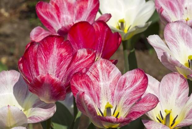 Какие тюльпаны можно сажать поздней осенью и не выкапывать на зиму