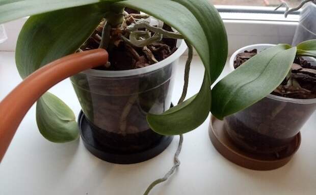 5 распространенных ошибок в поливе орхидеи: как простая процедура может сгубить растение