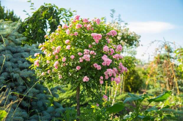 15 универсальных приемов для создания роскошного сада