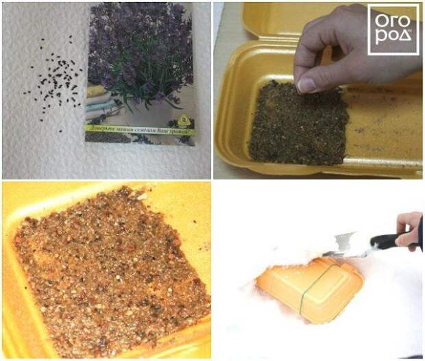 Стратификация семян в домашних условиях – все, что вы хотели знать