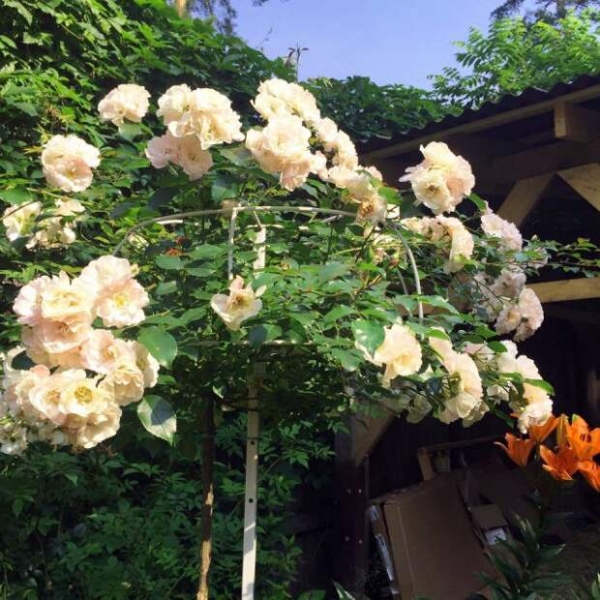 15 хитростей, как ухаживать за розами