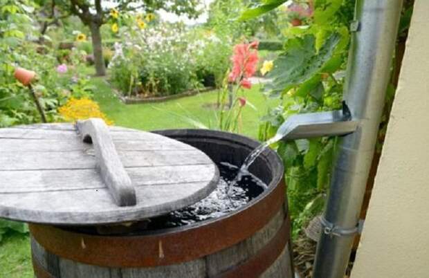 Как предотвратить цветение воды в бочке на даче