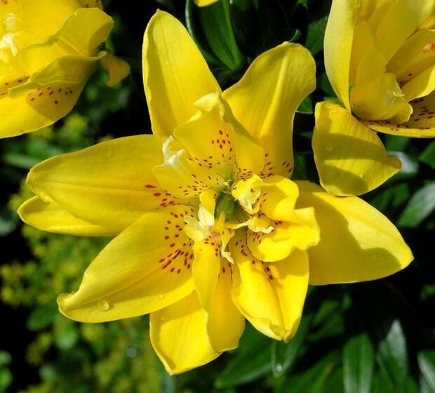 Все о видах садовых лилий: названия, описания, фото