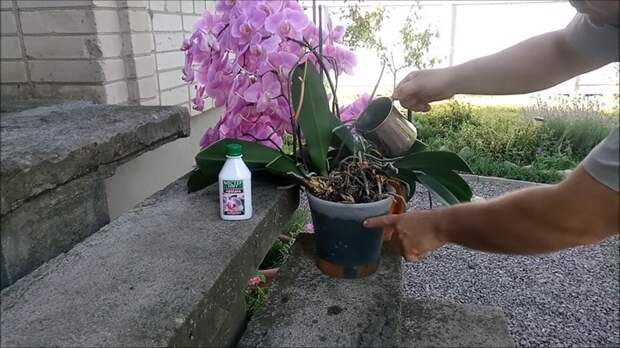 Полив орхидей для буйного цветения: несколько важных хитростей