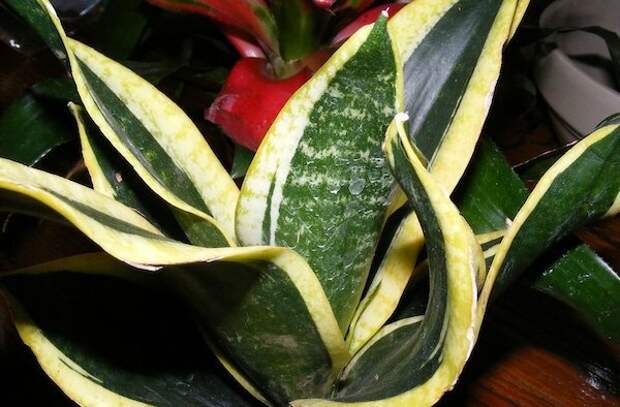 От чего у листьев сансевиерии может пропасть желтая каемка и как этого не допустить?