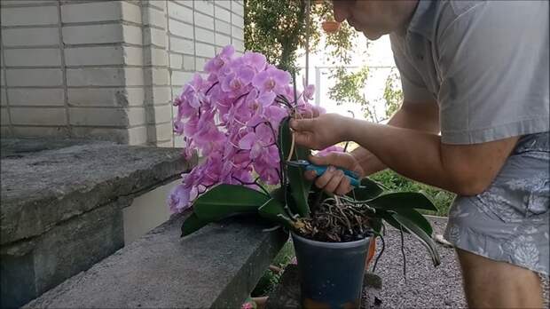 Полив орхидей для буйного цветения: несколько важных хитростей